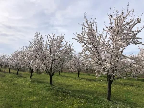 Finca agrícola de 10 ha en venta en Cáceres