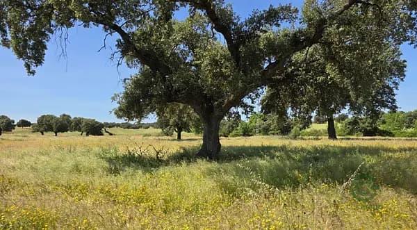 Finca rústica de 430 ha en venta en Badajoz