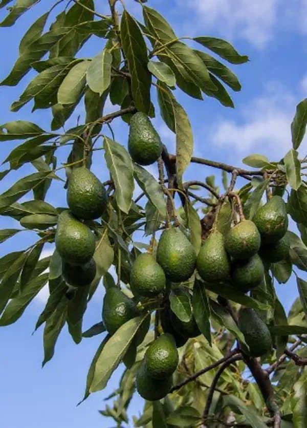Finca agrícola de 1,536 ha en venta en Moclinejo, Malaga