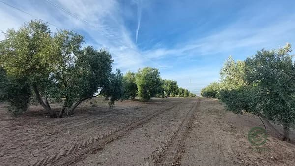 Finca agrícola de 2,5 ha en venta en Quesada, Jaen
