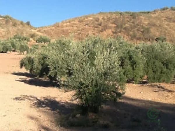Spot image