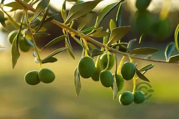 Finca agrícola de 108 ha en venta en Córdoba