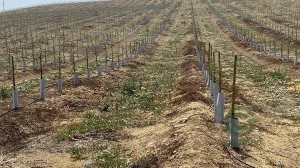 Finca agrícola de 30 ha en venta en Jaén