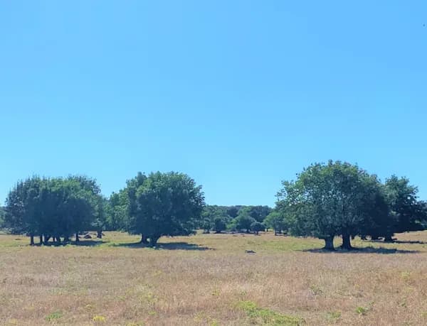 Finca rústica de 800 ha en venta en Madrid