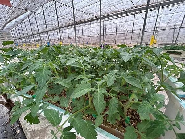 Finca agrícola de 1 ha en venta en Motril, Granada