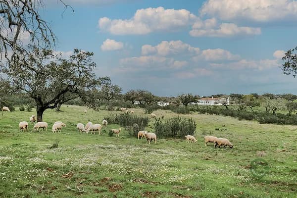 Finca rústica de 126 ha en venta en Paymogo, Huelva
