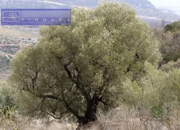 Finca agrícola de 0,219 ha en alquiler en Freginals, Tarragona