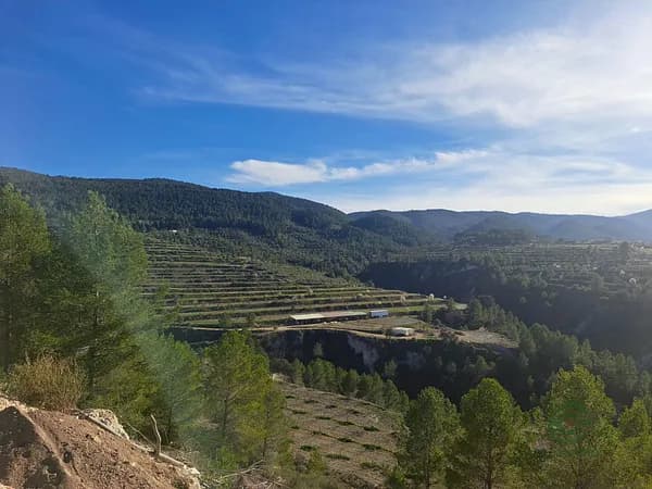 Agricultural property of 34 ha for sale in Alicante