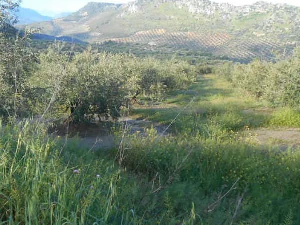 Spot image