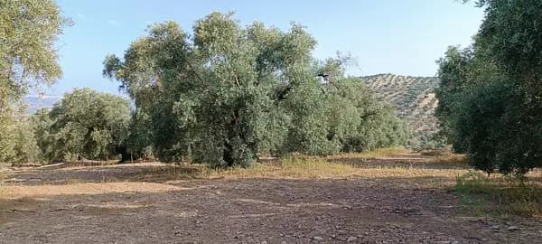 Finca agrícola de 3,41 ha en venta en Málaga