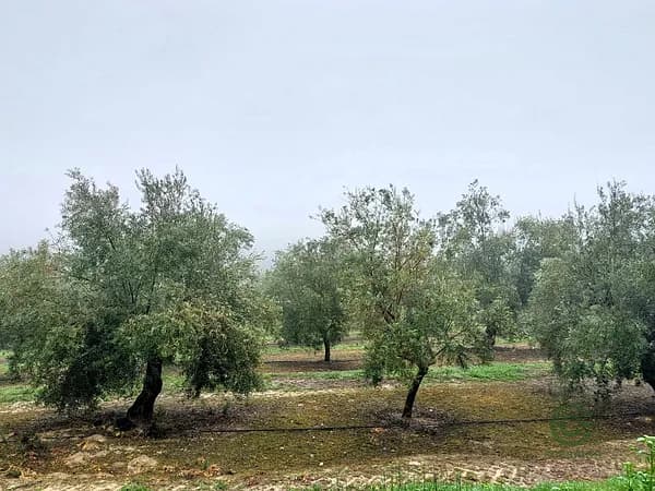 Finca agrícola de 100,625 ha en venta en Jaén