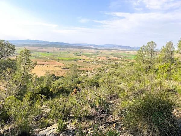 Spot image