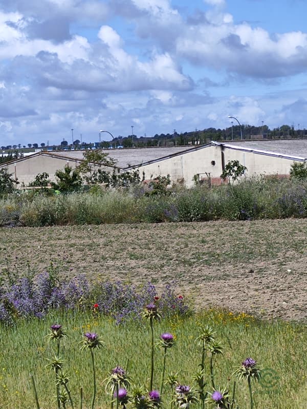 Finca agrícola de 0,74 ha en venta en Madrid