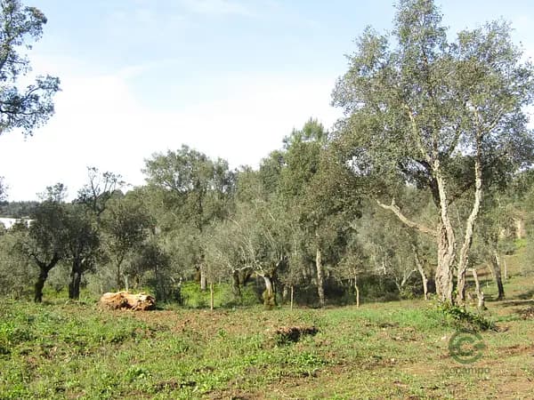 Rustic property of 1,21 ha for sale in Santarém