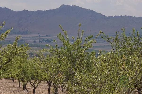 Finca agrícola de 0,8753 ha en venta en Yecla, Murcia