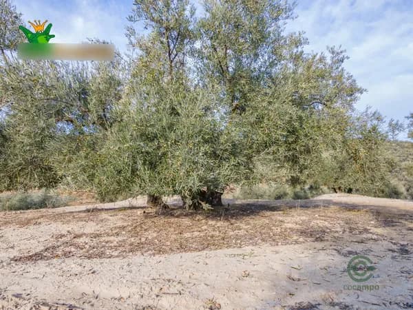 Finca agrícola de 5,43 ha en venta en Granada