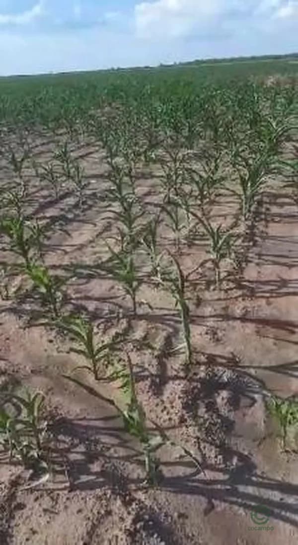 Finca agrícola de 3000 ha en venta en Santiago del estero