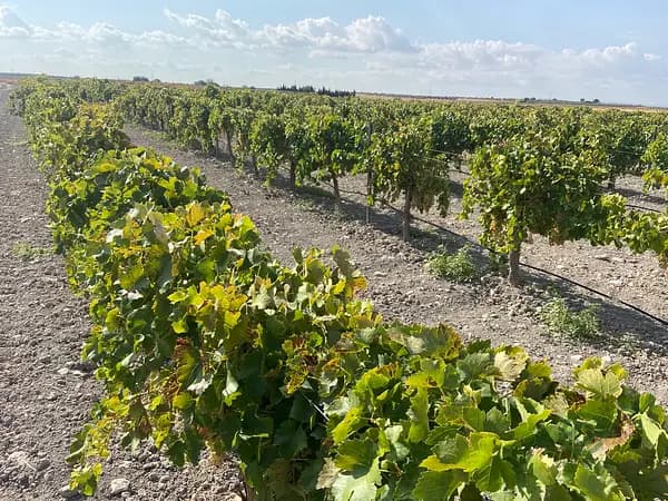 Finca agrícola de 20 ha en venta en Ciudad real
