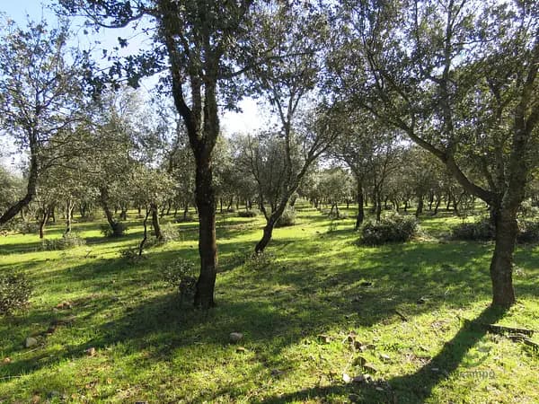 Finca agrícola de 3 ha en venta en Zaragoza