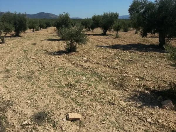Finca rústica de 40 ha en venta en Alicante