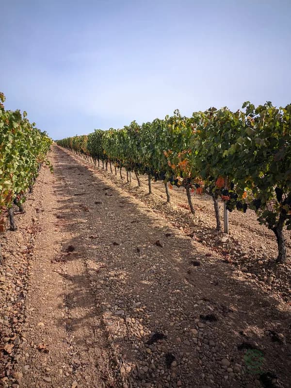 Finca agrícola de 7,3 ha en venta en Segovia