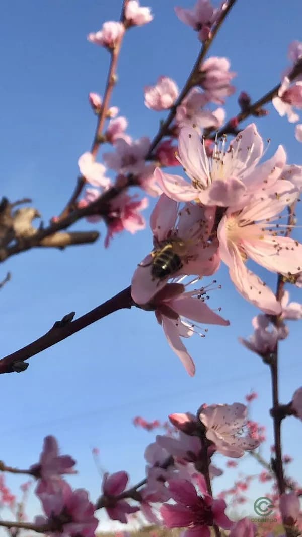 Finca agrícola de 22 ha en venta en Albacete
