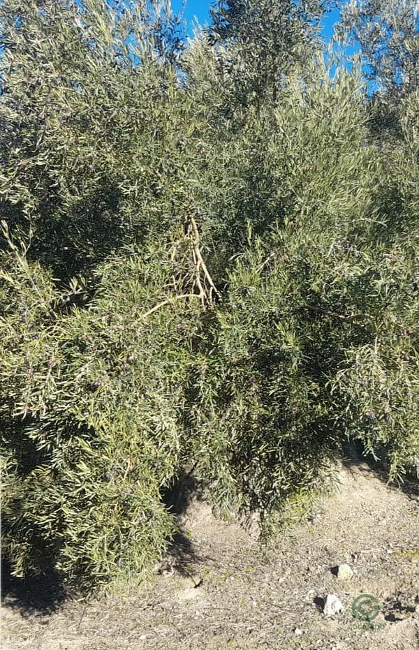 Finca agrícola de 1 ha en venta en Córdoba