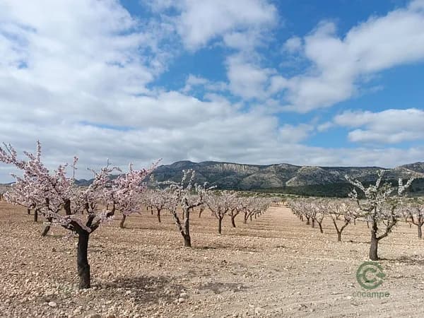Finca agrícola de 1,9875 ha en venta en Alicante