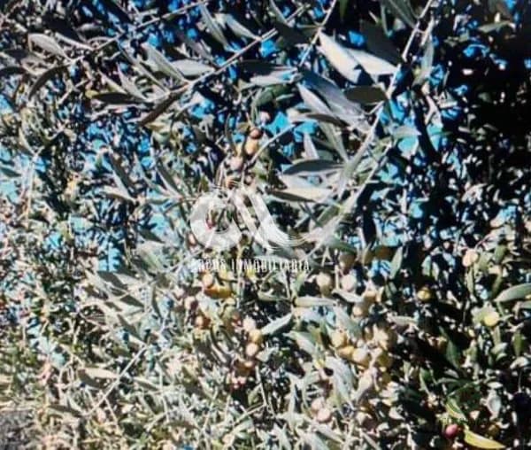 Finca agrícola de 1,63 ha en venta en Córdoba, Córdoba