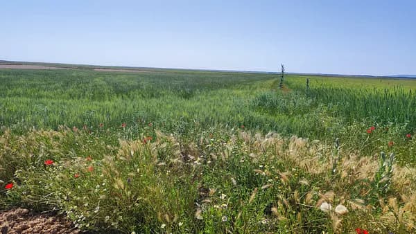 Finca agrícola de 8795 ha en venta en Toledo