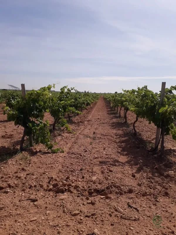 Finca agrícola de 17 ha en venta en Ciudad real