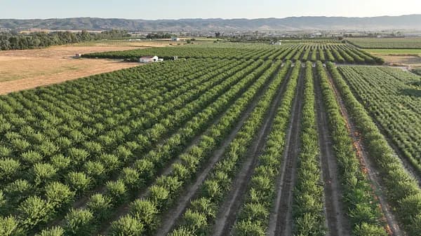 Finca agrícola de 8,8 ha en venta en Córdoba
