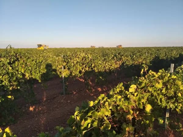 Finca agrícola de 25 ha en venta en Ciudad real