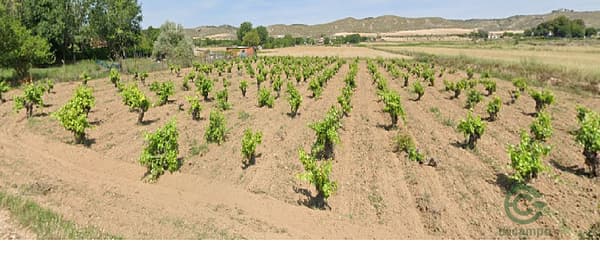 Finca agrícola de 0,38 ha en venta en Madrid