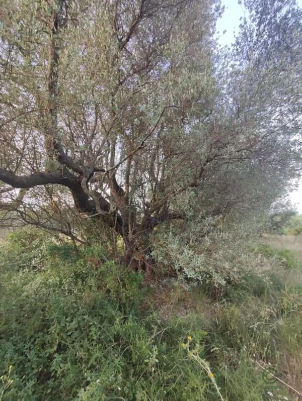 Finca rústica de 1,3533 ha en venta en Ulldecona, Tarragona