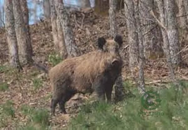 Finca rústica de 1050 ha en venta en Albacete