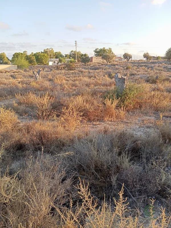 Finca agrícola de 0,85 ha en venta en Mutxamel, Alicante