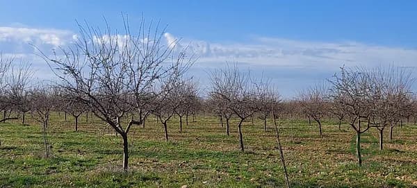Finca agrícola de 21,5 ha en venta en Ciudad real