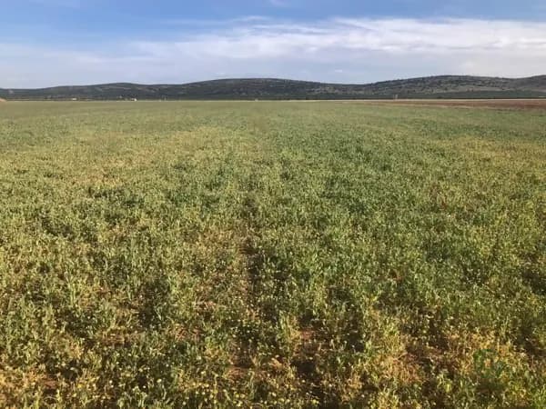 Finca agrícola de 17 ha en venta en Toledo