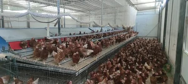 Finca ganadera de 1,5 ha en venta en Granada