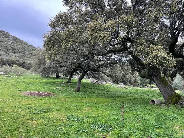 Finca rústica de 114 ha en venta en Cáceres