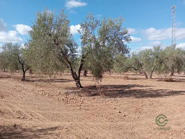 Finca agrícola de 130 ha en venta en Huelva