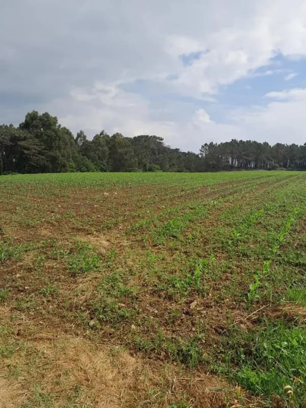 Finca agrícola de 0,35 ha en venta en Franco (el), Asturias