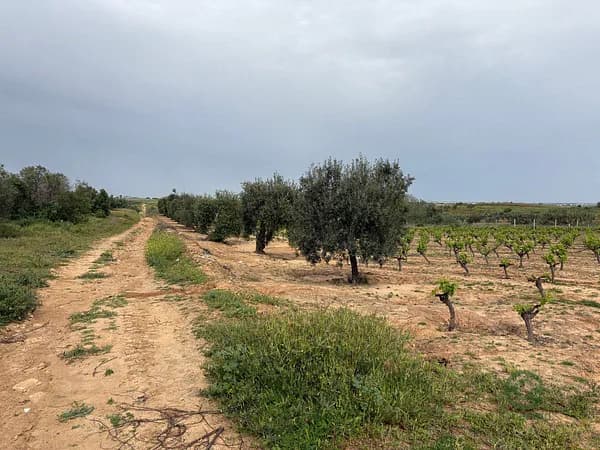 Finca agrícola de 0,89 ha en venta en Bollullos par del condado, Huelva