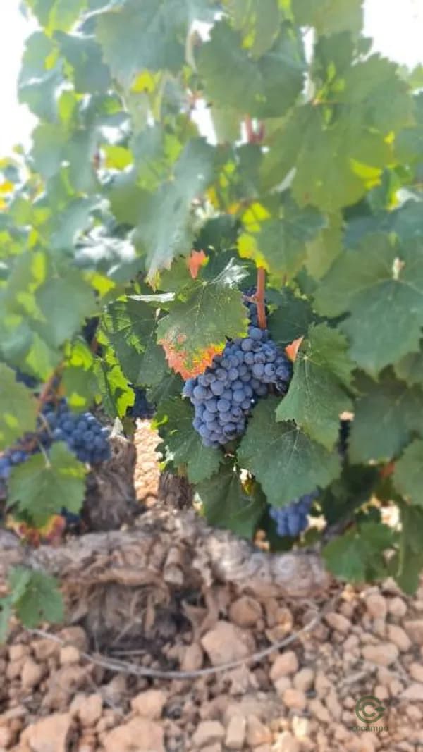 Finca agrícola de 2,0987 ha en venta en Abanilla, Murcia