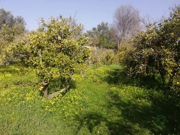 Finca agrícola de 0,2 ha en venta en Lecrin, Granada