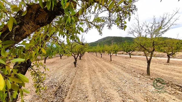 Agricultural property of 1,42 ha for sale in Alicante