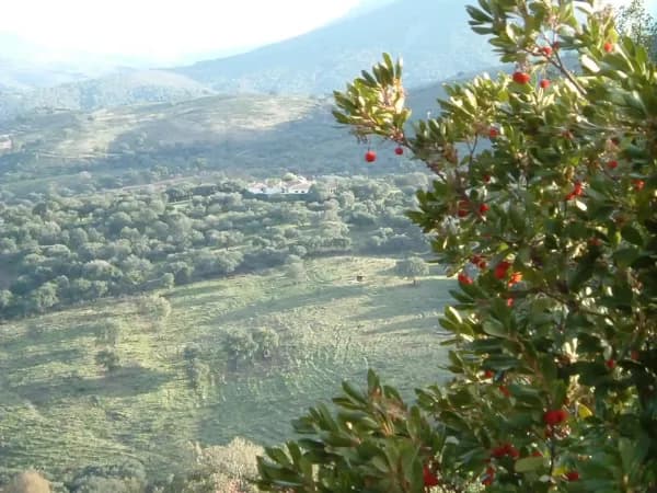 Finca rústica de 700 ha en venta en Cáceres