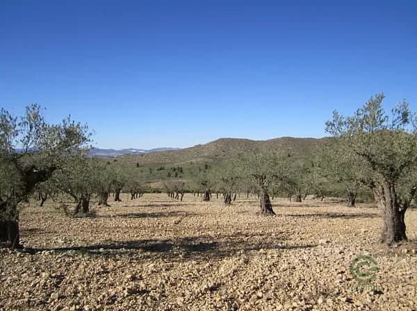 Finca agrícola de 2,01 ha en venta en Villena, Alicante