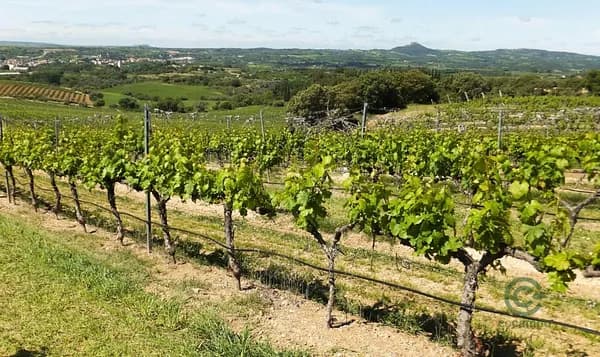 Finca rústica de 4,7 ha en venta en San luis de sabinillas, Malaga